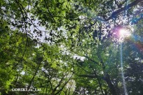 星のや富士様　樹海溶岩ハイキング
