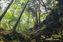 星のや富士様　樹海溶岩ハイキング