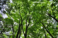 樹海モーニングツアー