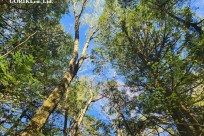 樹海モーニングツアー