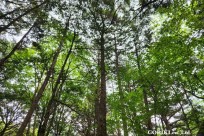 星のや富士様　樹海溶岩ハイキング