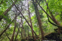 星のや富士様　樹海溶岩ハイキング