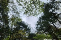 樹海モーニングツアー