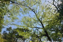 星のや富士様　樹海溶岩ハイキング