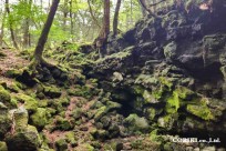 樹海モーニングツアー