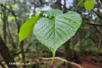 樹海モーニングツアー
