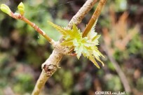 樹海モーニングツアー