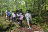 星のや富士様　樹海溶岩ハイキング
