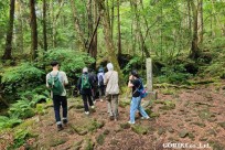 樹海モーニングツアー
