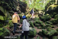 樹海モーニングツアー