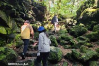 樹海モーニングツアー