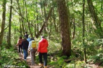 樹海モーニングツアー