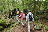樹海モーニングツアー