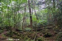 樹海モーニングツアー