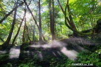 樹海モーニングツアー