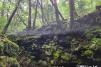 樹海モーニングツアー