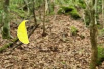 樹海モーニングツアー
