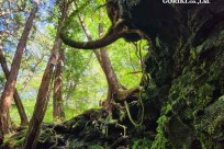 星のや富士様　樹海溶岩ハイキング