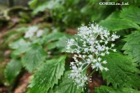 樹海モーニングツアー