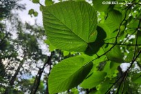 樹海モーニングツアー