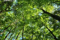 樹海モーニングツアー