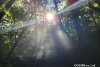 樹海モーニングツアー