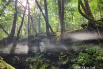 樹海モーニングツアー