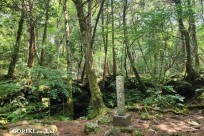 星のや富士様　樹海溶岩ハイキング