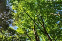 樹海モーニングツアー