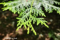 星のや富士様　樹海溶岩ハイキング