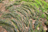 星のや富士様　樹海溶岩ハイキング
