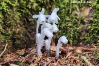 星のや富士様　樹海溶岩ハイキング