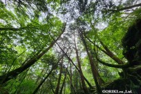 樹海モーニングツアー