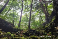 星のや富士様　樹海溶岩ハイキング