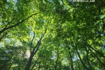 樹海モーニングツアー