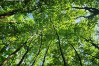 樹海モーニングツアー