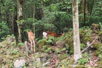 樹海モーニングツアー