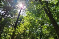 星のや富士様　樹海溶岩ハイキング