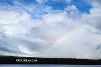 樹海モーニングツアー