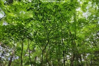 星のや富士様　樹海溶岩ハイキング