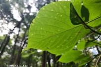 樹海モーニングツアー