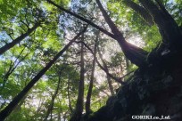 樹海モーニングツアー