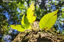 樹海モーニングツアー