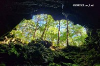 樹海モーニングツアー