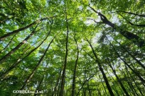 樹海モーニングツアー