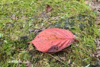 星のや富士様　樹海溶岩ハイキング