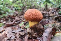 樹海モーニングツアー