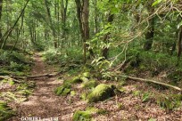 樹海モーニングツアー