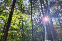 樹海モーニングツアー