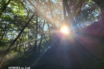 樹海モーニングツアー